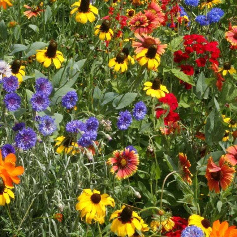 Sow True Seed Flower Seed Mix - Thumbnail 4