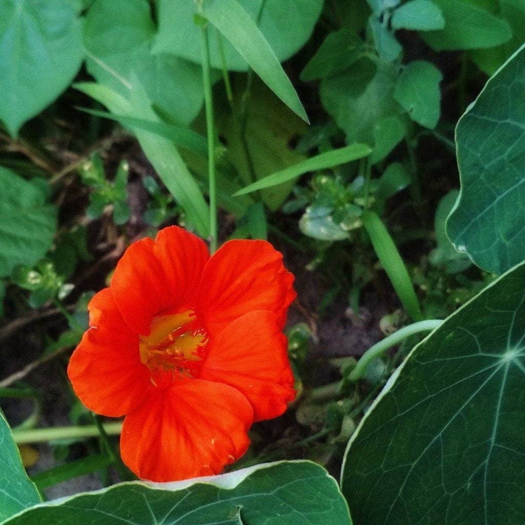 Sow True Seed Nasturtium Seeds Empress of India - Thumbnail 4