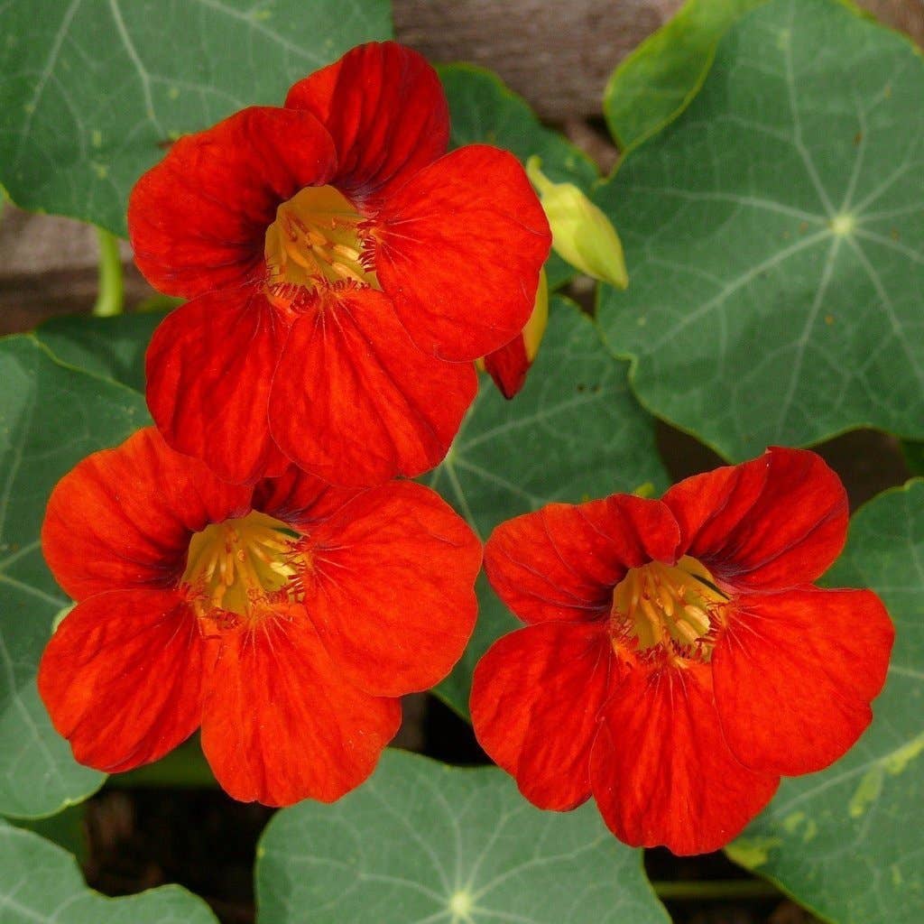 Sow True Seed Nasturtium Seeds Empress of India