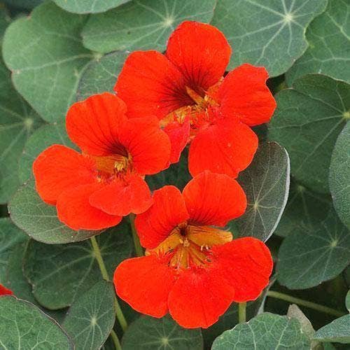 Sow True Seed Nasturtium Seeds Empress of India - Thumbnail 5